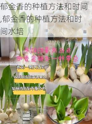 郁金香的种植方法和时间,郁金香的种植方法和时间水培