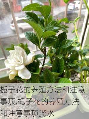 栀子花的养殖方法和注意事项,栀子花的养殖方法和注意事项浇水