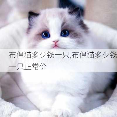 布偶猫多少钱一只,布偶猫多少钱一只正常价