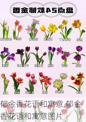 郁金香花语和寓意,郁金香花语和寓意图片