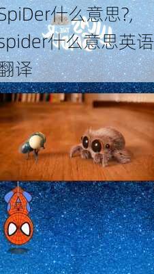 SpiDer什么意思?,spider什么意思英语翻译